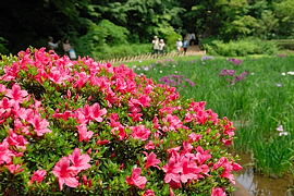 つつじの花